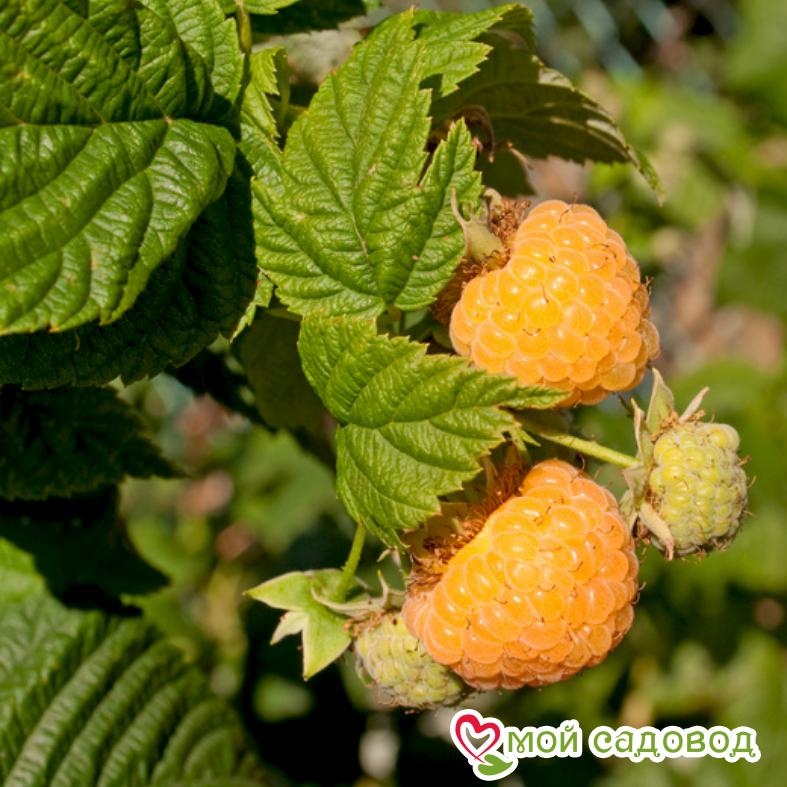 Малина Утрення роса