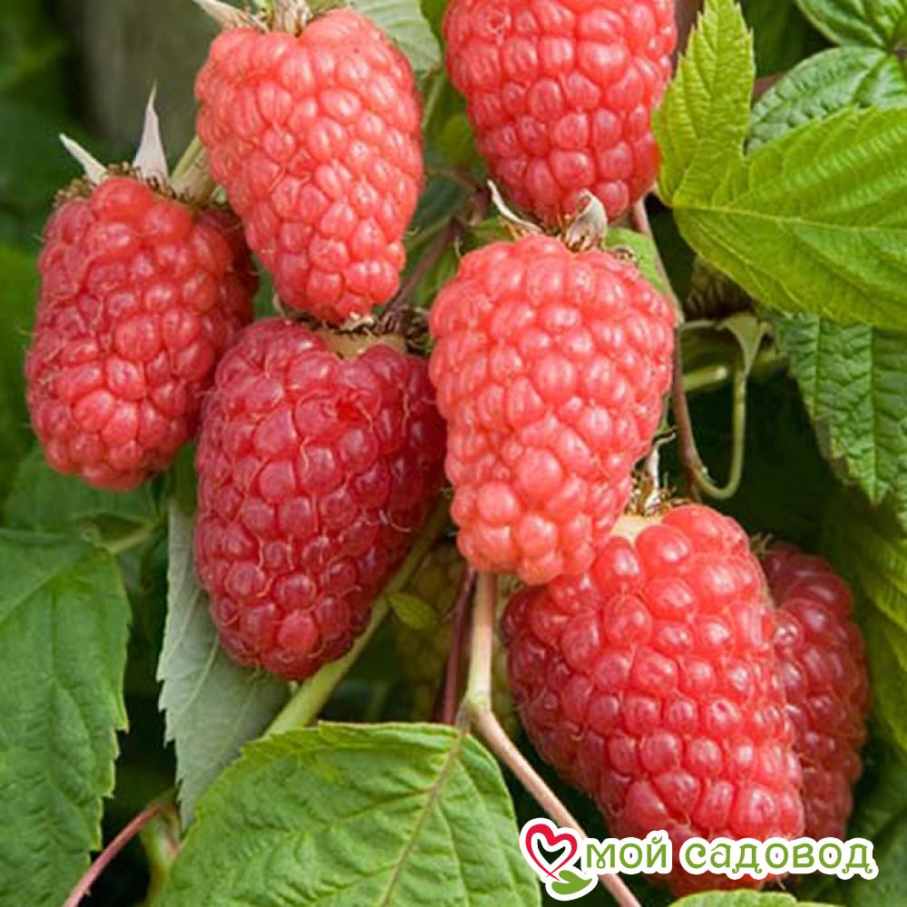 Малина Ляшка ЗКС