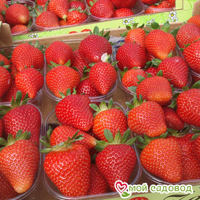 Клубника Ирма