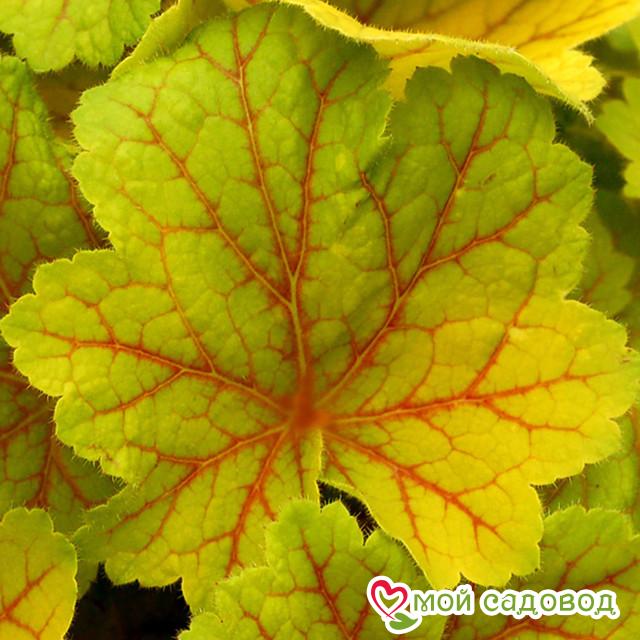 Гейхера Электра