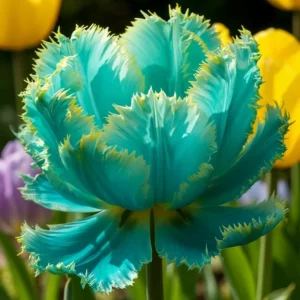 Тюльпан Махровый Шайн Брайт